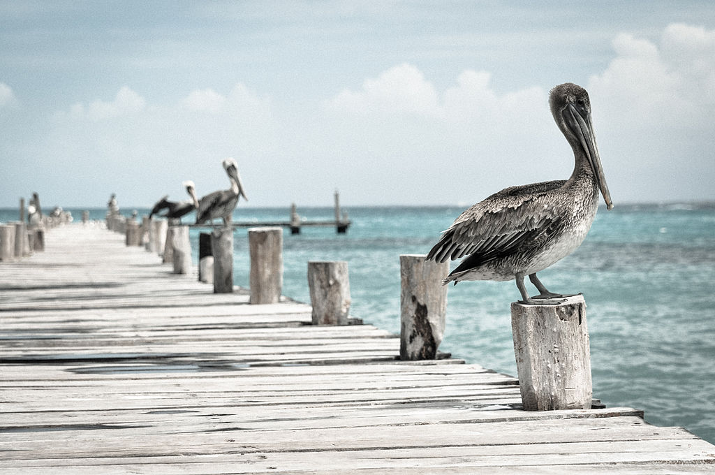 Pelikaner På Pir I Mexico Cancun